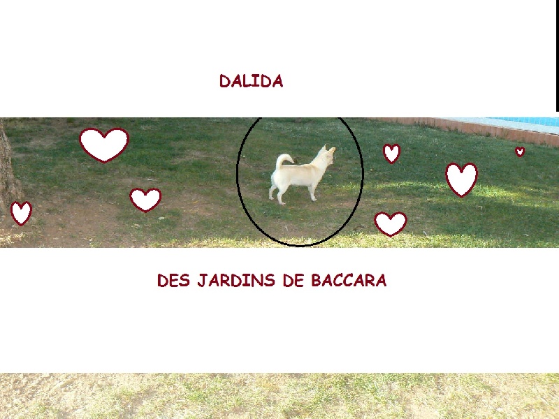 Dalida des jardins de Baccara