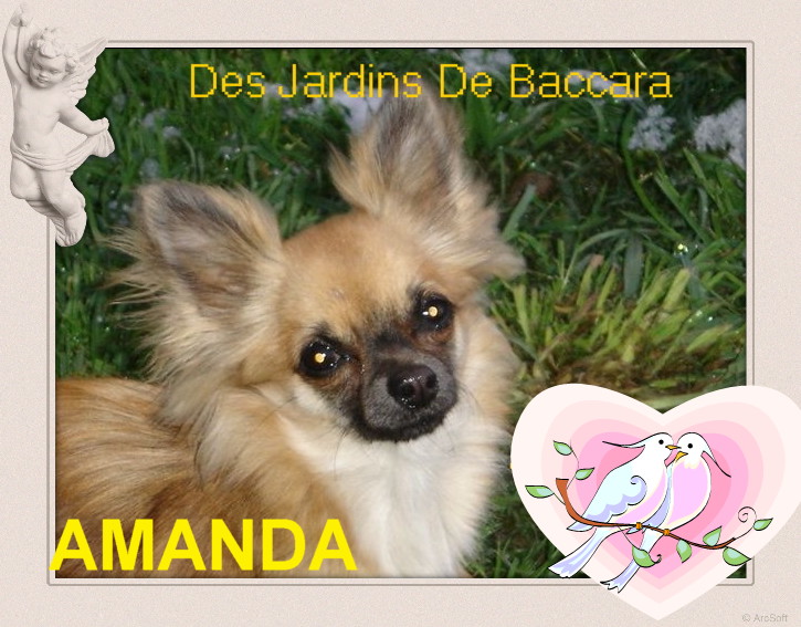 Amanda de l'Arche Cevenole