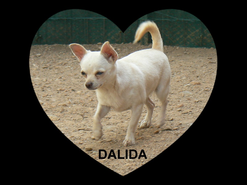 Dalida des jardins de Baccara