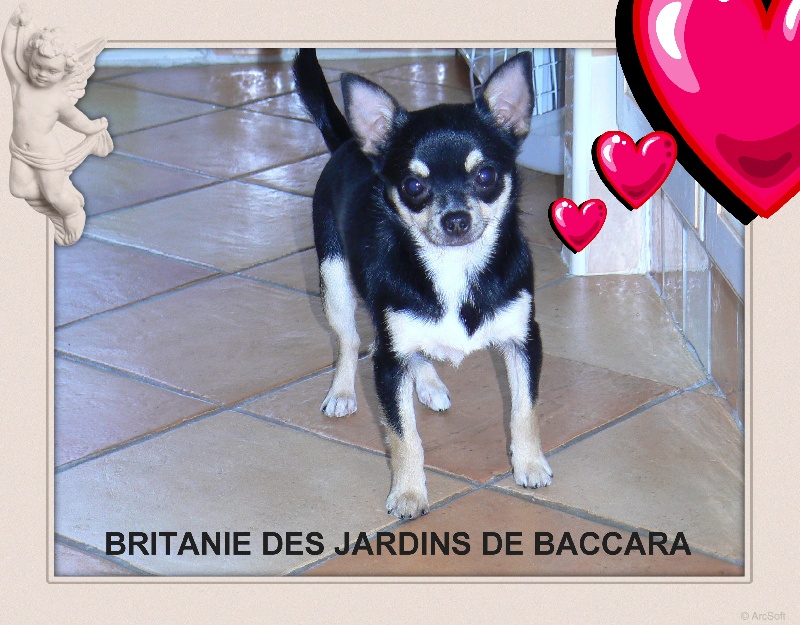 Britanie 2 des rives d'arcins