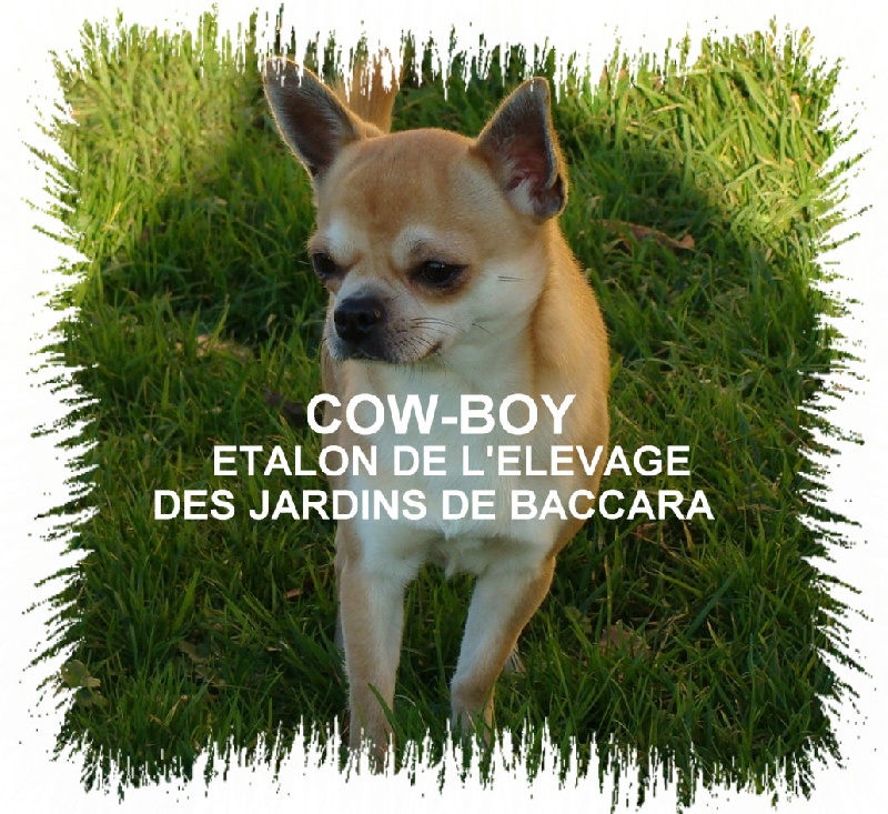 Cow-boy du temple d'adonis
